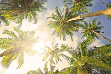 Coconut Trees_Neitiv