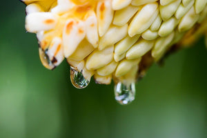 Coconut Flower Drops