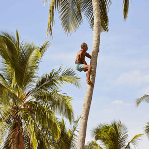 Coconut Flower Drops Tapper