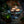 Load image into Gallery viewer, Divine Set - Tree Of Life