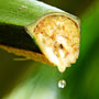 Coconut Flower Drops